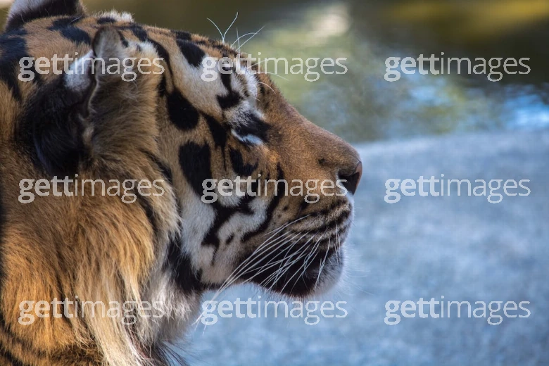 Foto: Gett Images